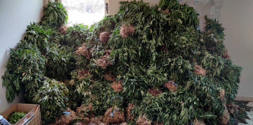 Ναυπακτία: Πέντε συλλήψεις για μεγάλη χασισοφυτεία Ναυπακτία: Πέντε συλλήψεις για μεγάλη χασισοφυτεία