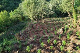 Κέρκυρα: Αλλοδαπή καλλιεργούσε κάνναβη σε πλαγιά