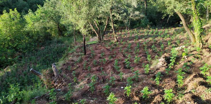 Κέρκυρα: Αλλοδαπή καλλιεργούσε κάνναβη σε πλαγιά
