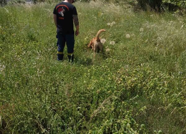 ΈΚΤΑΚΤΟ - Αιγιάλεια: Εξαφανίστηκε ηλικιωμένη - Στις έρευνες ο σκύλος της 6ης ΕΜΑΚ Πάτρας