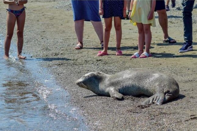 Αλόννησος: Φώκια δάγκωσε τουρίστρια στα πόδια