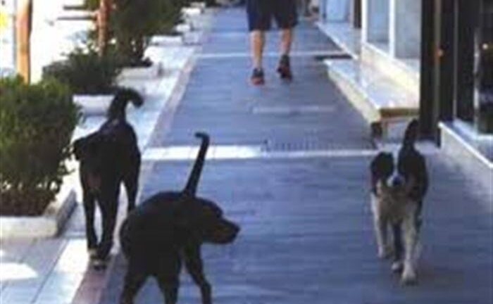 Αιτωλοακαρνανία - Αδέσποτα: Σκύλος κατά εργάτη, κάτοικοι κατά ζώων