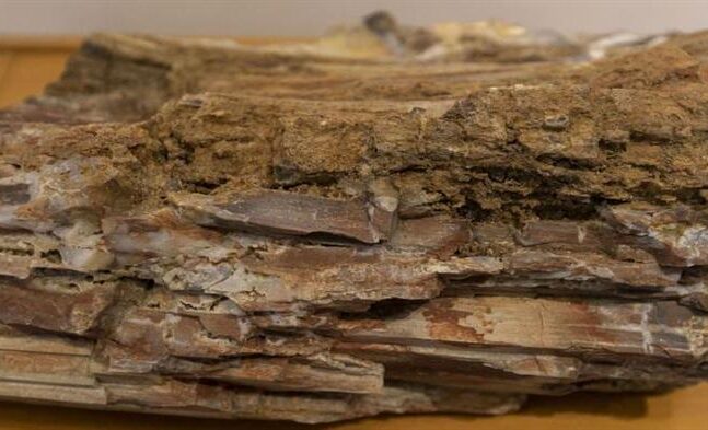 Απολιθωμένοι κορμοί δέντρων ηλικίας 18.000.000 ετών βρέθηκαν στη Λέσβο