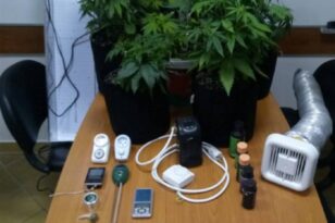 Δυτική Ελλάδα: Με δενδρύλλια κάνναβης και πιστόλια συνελήφθη καλλιεργητής