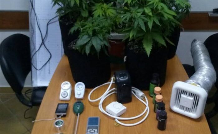 Δυτική Ελλάδα: Με δενδρύλλια κάνναβης και πιστόλια συνελήφθη καλλιεργητής