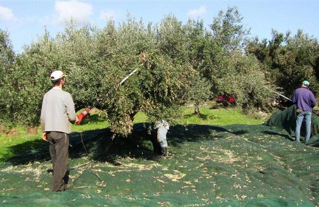 Αχαΐα: Φτωχή φέτος η παραγωγή ελαιολάδου λόγω καιρού - Που κινούνται οι τιμές