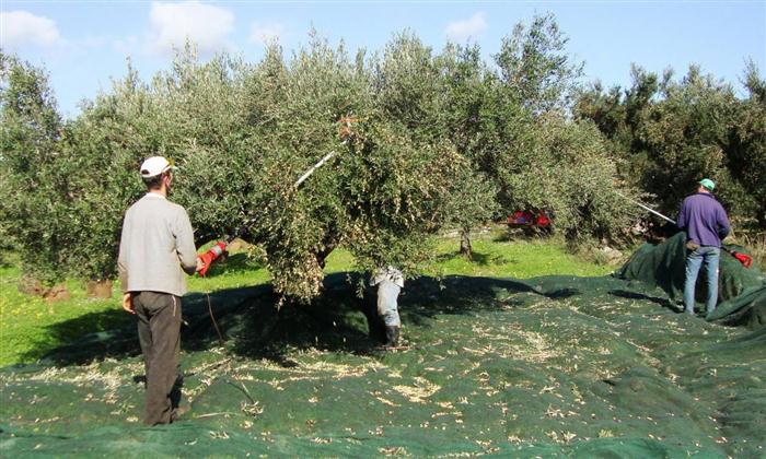 Αχαΐα: Φτωχή φέτος η παραγωγή ελαιολάδου λόγω καιρού - Που κινούνται οι τιμές