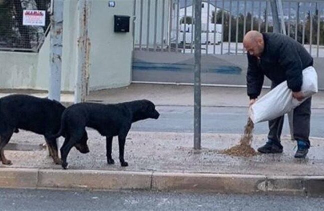 Αδέσποτα: Αλλοι Δήμοι βρήκαν λύση μέσω του «Φιλόδημος ΙΙ»