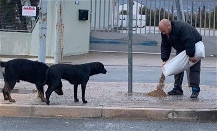 Αδέσποτα: Αλλοι Δήμοι βρήκαν λύση μέσω του «Φιλόδημος ΙΙ»