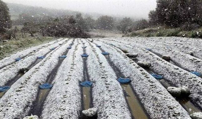 Δυτική Αχαΐα: Ο πάγος έκαψε σπαρτά και έσοδα