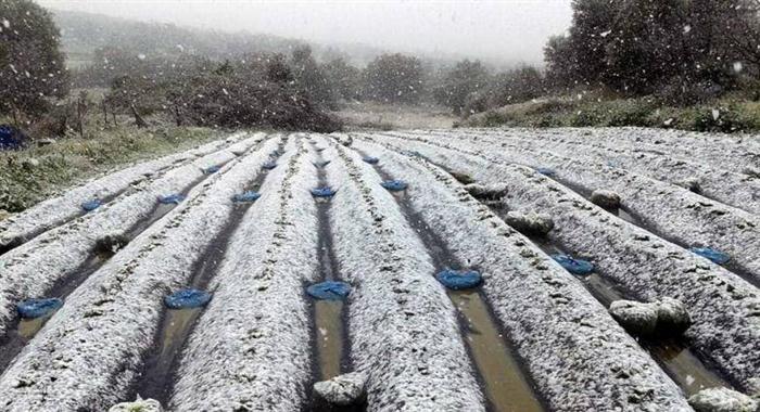 Δυτική Αχαΐα: Ο πάγος έκαψε σπαρτά και έσοδα