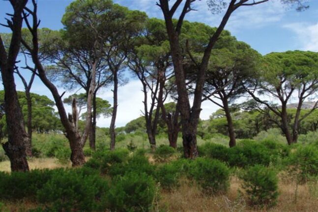 Δυτική Αχαΐα:Δράσεις προστασία και διατήρηση της βιοποικιλότητας στη Στροφυλιά
