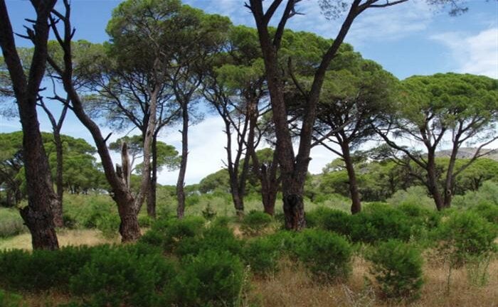 Δυτική Αχαΐα:Δράσεις προστασία και διατήρηση της βιοποικιλότητας στη Στροφυλιά