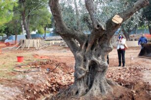 Μια ελιά από την εποχή του Σουλειμάν από τον Ψαθόπυργο στη Βουλιαγμένη