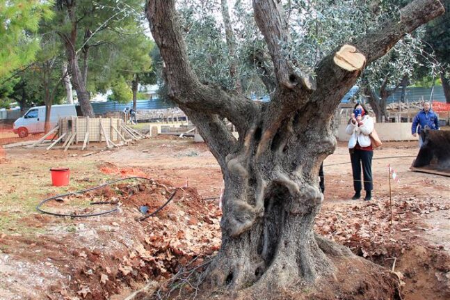 Μια ελιά από την εποχή του Σουλειμάν από τον Ψαθόπυργο στη Βουλιαγμένη