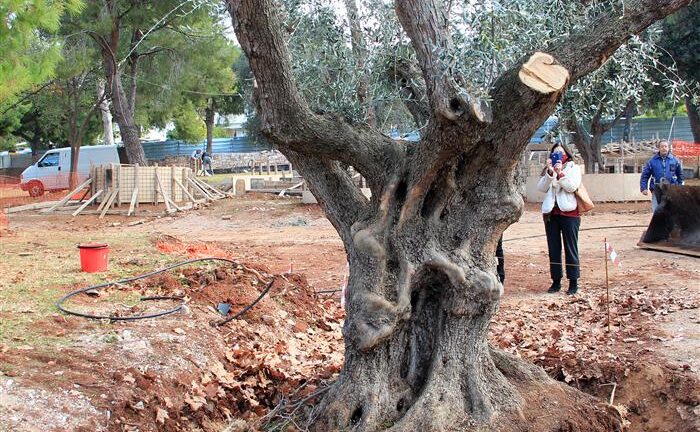 Μια ελιά από την εποχή του Σουλειμάν από τον Ψαθόπυργο στη Βουλιαγμένη