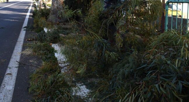 Προβλήματα από την κακοκαιρία στη Βόρεια Ελλάδα: Επεσαν δέντρα και πινακίδες