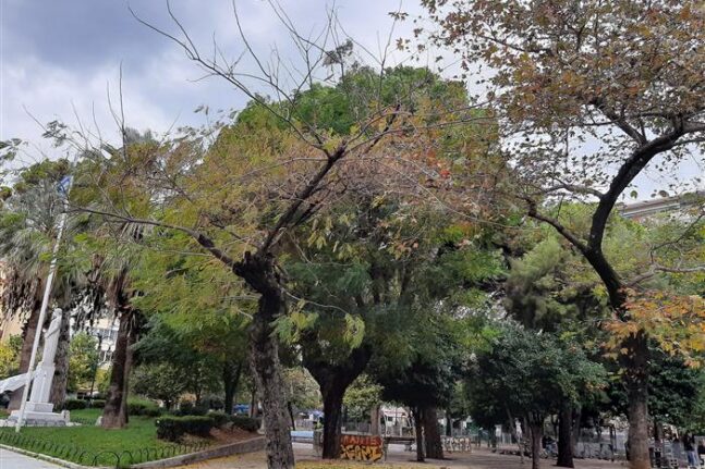 Πάτρα: Κόβουν δέντρα σε Ομόνοια και Σύνορα την Κυριακή