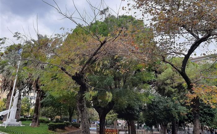 Πάτρα: Κόβουν δέντρα σε Ομόνοια και Σύνορα την Κυριακή
