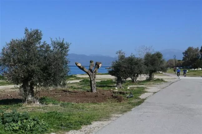Πάτρα: Φυτεύουν ελιές στο νότιο πάρκο και το πάρκινγκ Καλεντζώτη