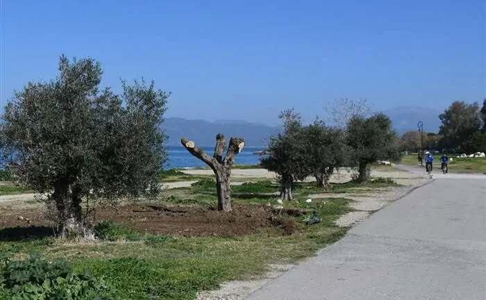 Πάτρα: Φυτεύουν ελιές στο νότιο πάρκο και το πάρκινγκ Καλεντζώτη