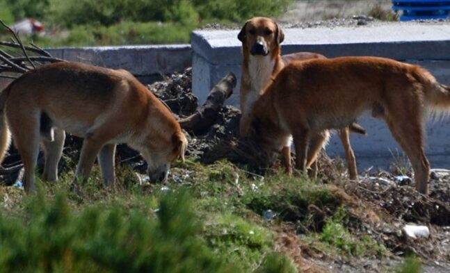 Κόρινθος: Αδέσποτο σκυλί δάγκωσε 8χρονο στο πρόσωπο
