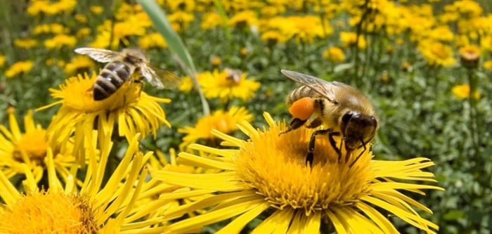 Ολλανδία: Ερευνητές εκπαίδευσαν μέλισσες για να εντοπίζουν τον κορονοϊό