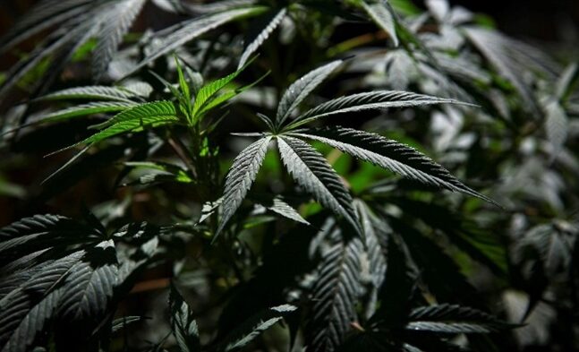 Σχέδιο νόμου για την φαρμακευτική κάνναβη - Αποτιμήσεις και προτάσεις από τους φορείς