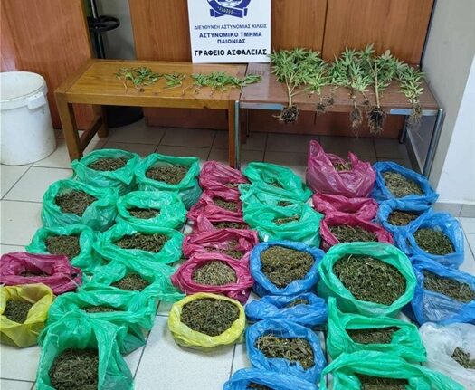 Χαλκιδική: Ο «Ακύλας» βρήκε χασισοφυτεία και εξήμισι κιλά κάνναβης