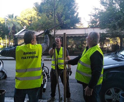 Πάτρα: Δενδροφύτευση αύριο στο Ρίο στην οδό Σταυροπούλου