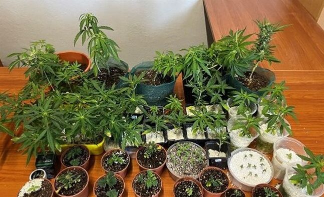 Κρήτη: Έστησε φυτώριο με χασισόδεντρα στο σπίτι του