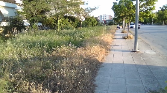Η ζούγκλα... της Πάτρας