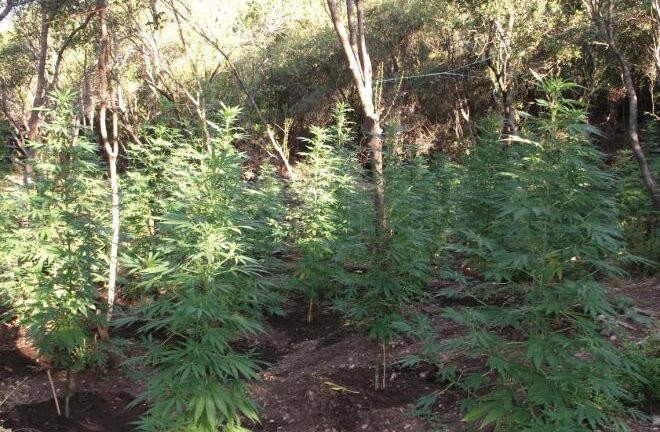Πάτρα: Η ποίηση έριξε «στα μαλακά» κρατούμενο για χασισοφυτεία
