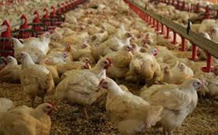 Kίνα: Κρούσμα του στελέχους H10N3 της γρίπης των πτηνών σε άνθρωπο