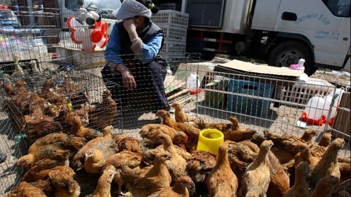 Κίνα: Πρώτο κρούσμα του στελέχους H10N3 της γρίπης των πτηνών σε άνθρωπο
