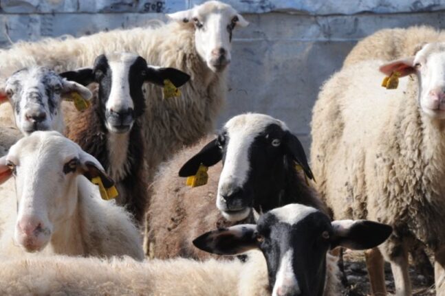 Ηλεία: Βρήκε νεκρά τα πρόβατα και τα αρνιά του – Περιστατικό επίθεσης στη στάνη του κατήγγειλε κάτοικος στη Βροχίτσα - ΦΩΤΟ