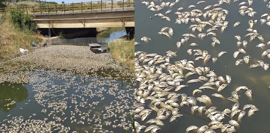 Βόνιτσα: Χιλιάδες νεκρά ψάρια στη διώρυγα Κλεοπάτρας ΦΩΤΟ