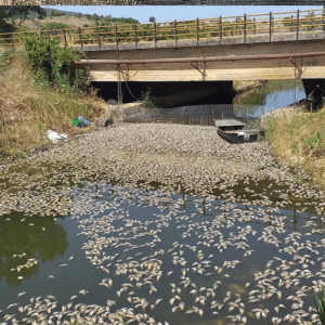 Βόνιτσα: Χιλιάδες νεκρά ψάρια στη διώρυγα Κλεοπάτρας ΦΩΤΟ