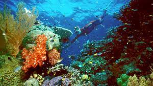 Αυστραλία: Ανησυχεί ο ΟΗΕ για τον Μεγάλο Κοραλλιογενή Υφαλο