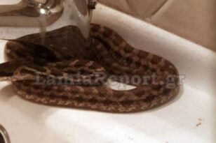 Λαμία: Βρήκε φίδι στο νιπτήρα του - ΦΩΤΟ