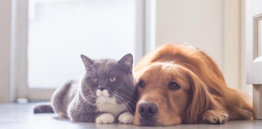 Έρευνα: Σκύλοι και γάτες κολλάνε κορονοϊό από τους ιδιοκτήτες τους