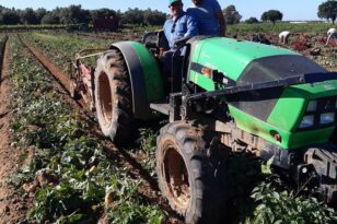 Δυτική Αχαΐα: Τους κατέστρεψε η πατάτα - Παραγωγοί μιλούν στην "Π"