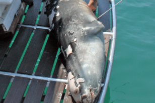 Αλόννησος: Σκότωσαν με ψαροντούφεκο την φώκια-μασκότ του νησιού