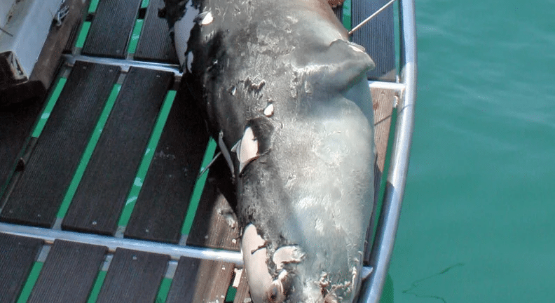 Αλόννησος: Σκότωσαν με ψαροντούφεκο την φώκια-μασκότ του νησιού