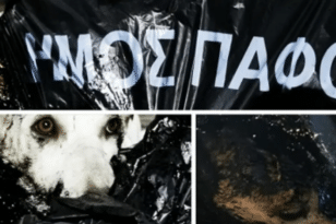 Κύπρος: Βρέθηκαν σκυλιά στα σκουπίδια λουσμένα με πίσσα - Ερευνες από το Δήμαρχο Πάφου
