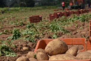 Δυτική Αχαϊα: Ενίσχυση για καρπούζι και πατάτα