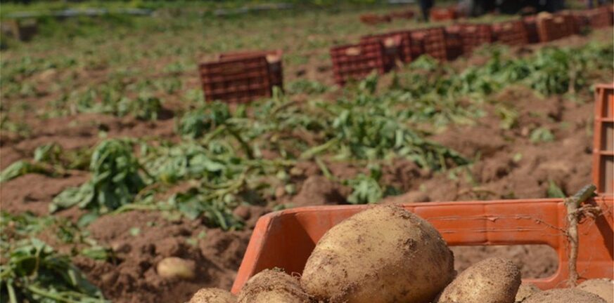 Δυτική Αχαϊα: Ενίσχυση για καρπούζι και πατάτα