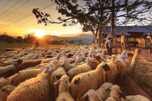 Δυτική Ελλάδα: Οδηγίες προς κτηνοτρόφους για την προστασία από τον καταρροϊκό πυρετό
