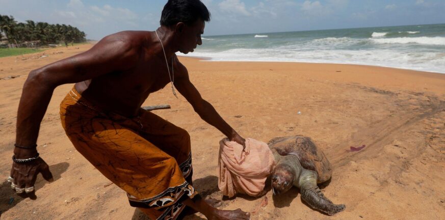 Σρι Λάνκα: Εκατοντάδες χελώνες ξεβράστηκαν νεκρές στις ακτές