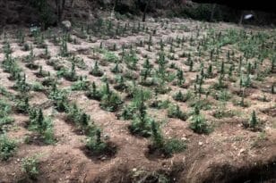 Αιγιάλεια: Σχεδόν 1.000 χασισόδεντρα σε ρεματιά βρήκε η ΕΛΑΣ- Δύο συλλήψεις